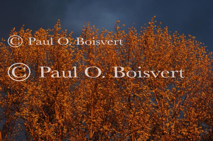 Scenery-Fall 70-05-14325