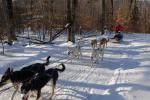 Sports-Dogsled 75-22-00281