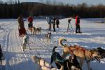 Sports-Dogsled 75-22-00296