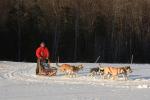 Sports-Dogsled 75-22-00298