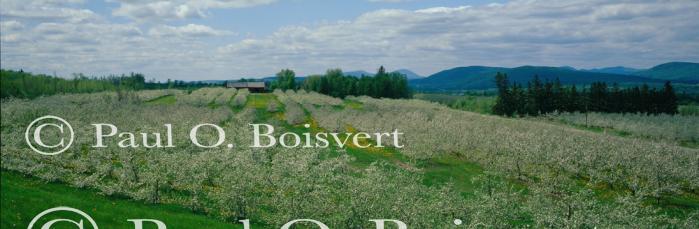 Panoramic-Spring 55-04-00017