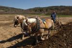 Billings Farm-Plowing Match 65-03-00017