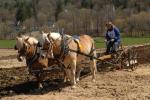 Billings Farm-Plowing Match 65-03-00019