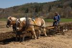 Billings Farm-Plowing Match 65-03-00020