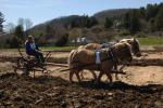 Billings Farm-Plowing Match 65-03-00021