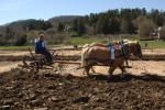 Billings Farm-Plowing Match 65-03-00022