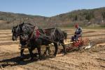 Billings Farm-Plowing Match 65-03-00027