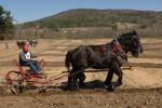 Billings Farm-Plowing Match 65-03-00029