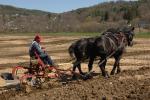 Billings Farm-Plowing Match 65-03-00030