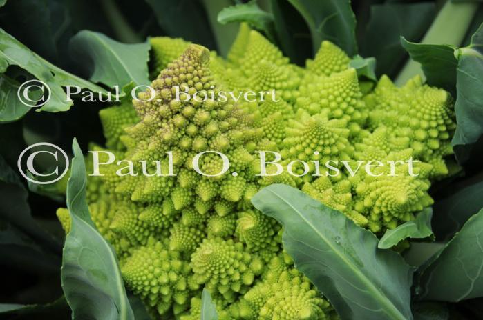 Farm-Garden 30-15-02264