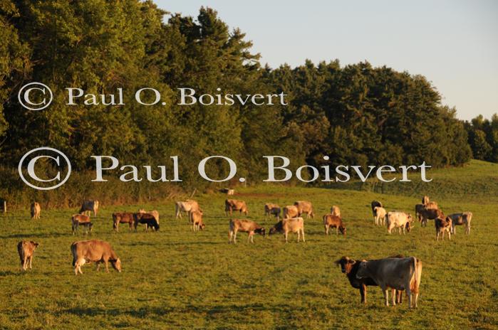 Farm-Shelburne Farms 30-25-02064