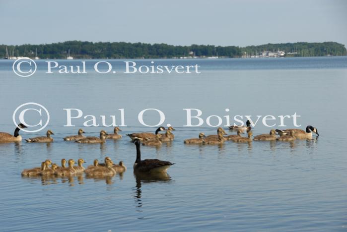 Farm-Animals 30-16-00673