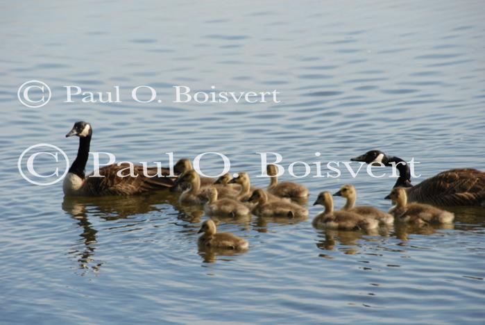 Farm-Animals 30-16-00677