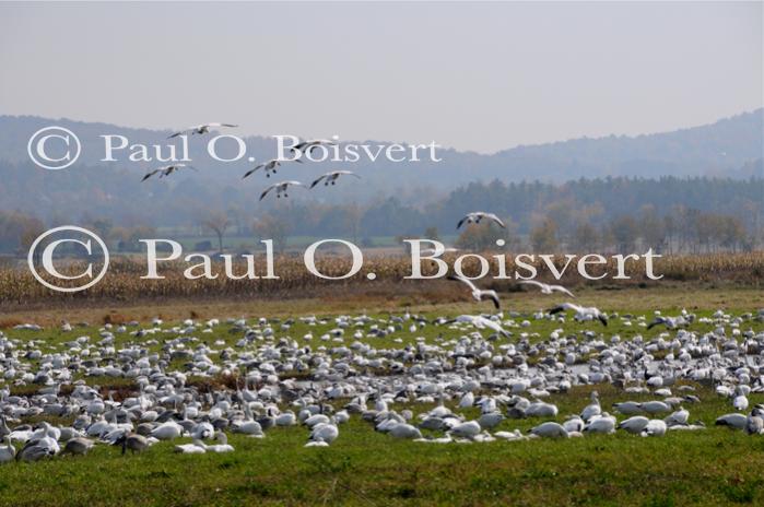 Farm-Animals 30-16-00678