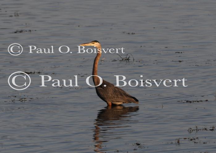 Farm-Animals 30-16-00681