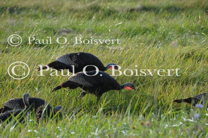 Farm-Animals 30-16-00686