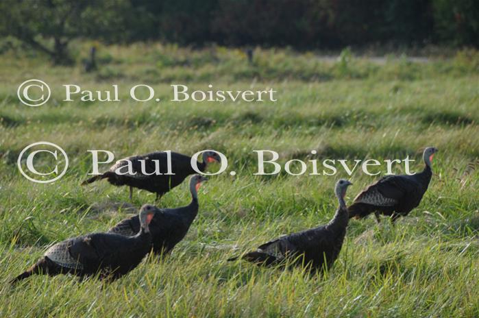 Farm-Animals 30-16-00687