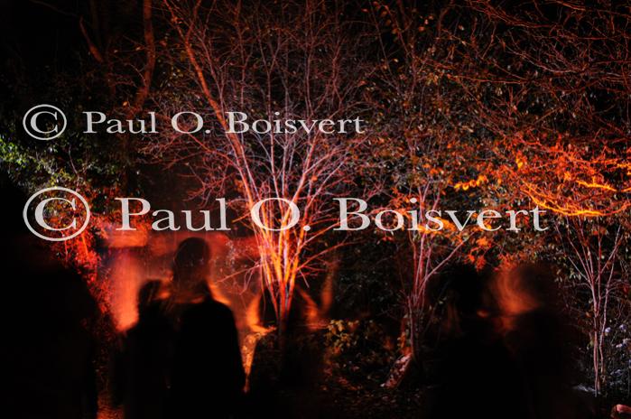 Holiday-Halloween 50-15-00232