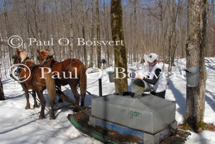 Maple Sugaring 30-20-11907
