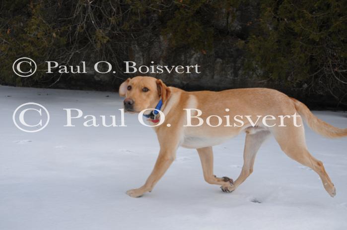 Piper-Photo Dog 30-28-00014