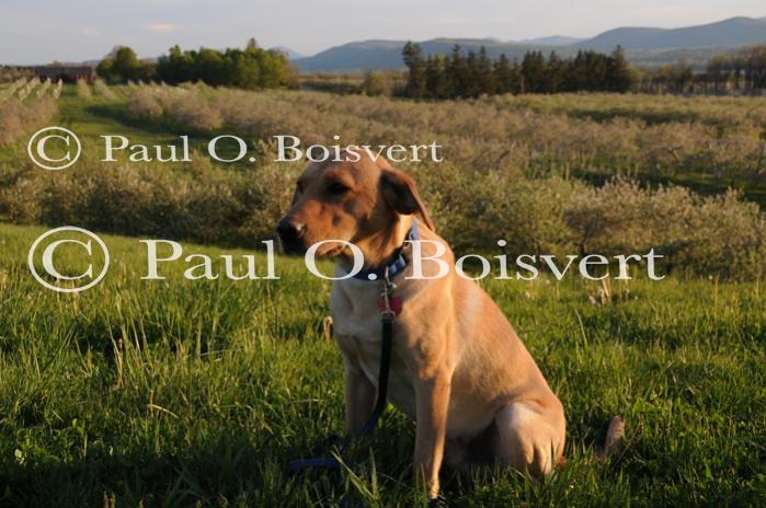 Piper-Photo Dog 30-28-00036