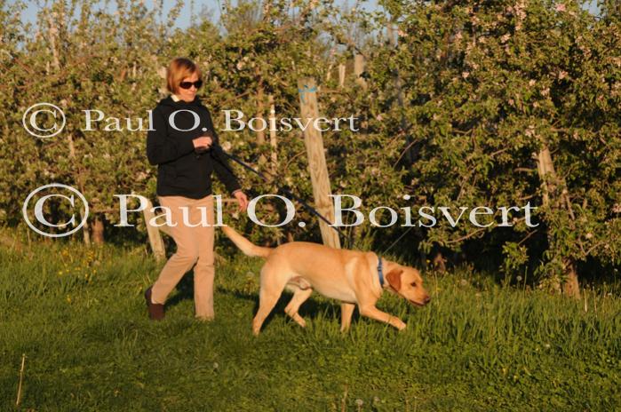 Piper-Photo Dog 30-28-00037