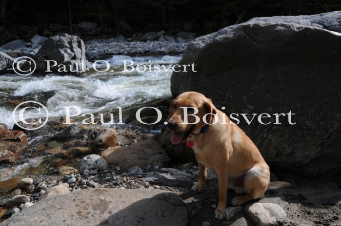 Piper-Photo Dog 30-28-00038