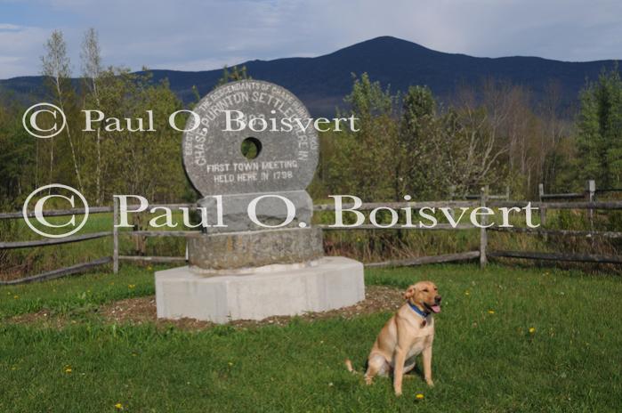 Piper-Photo Dog 30-28-00040