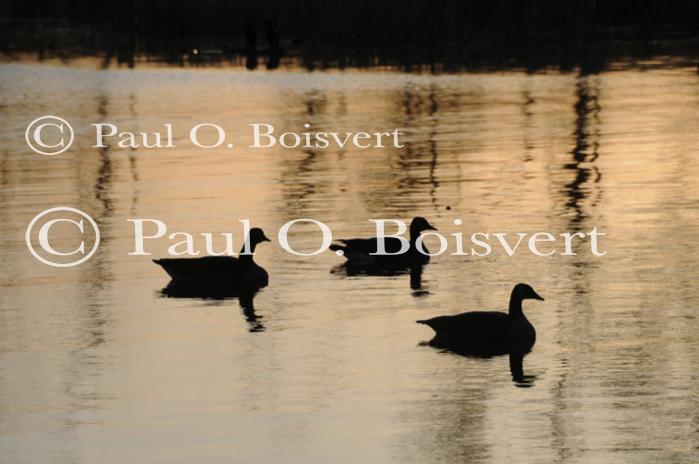 Farm-Animals 30-16-00697