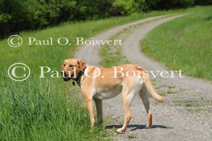 Piper-Photo Dog 30-28-00042