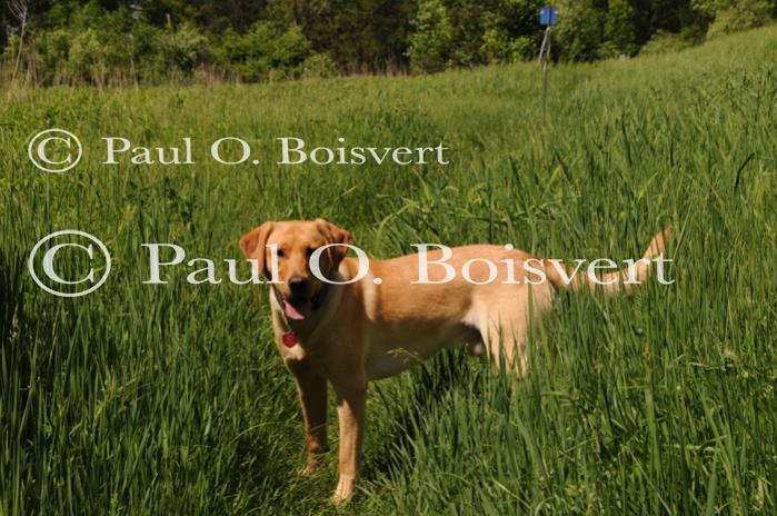 Piper-Photo Dog 30-28-00046