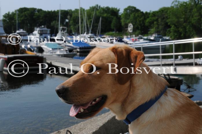 Piper-Photo Dog 30-28-00050