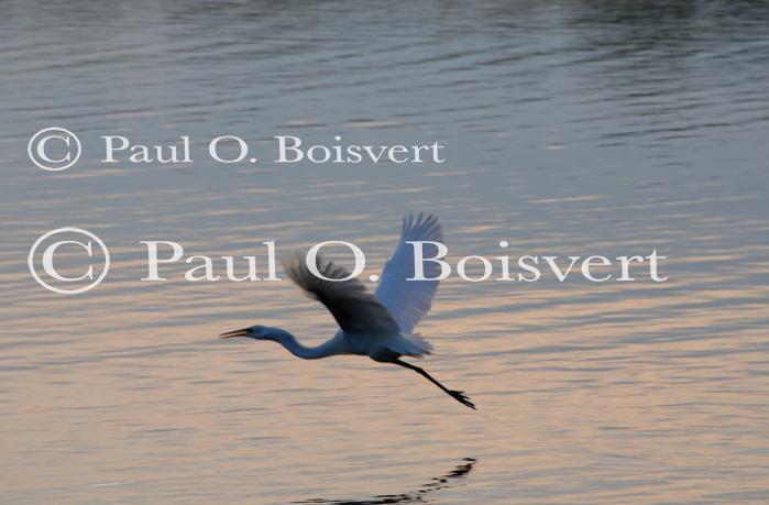 Farm-Animals 30-16-00708