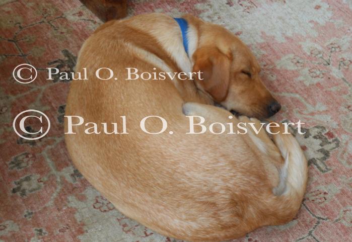 Piper-Photo Dog 30-28-00058