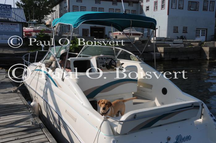 Piper-Photo Dog 30-28-00062