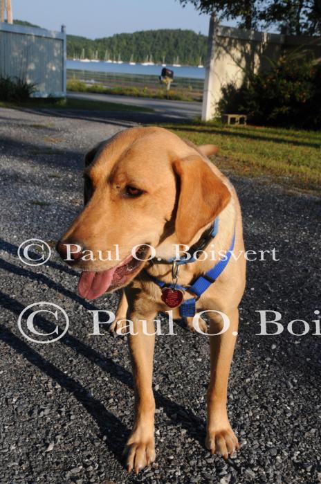 Piper-Photo Dog 30-28-00065