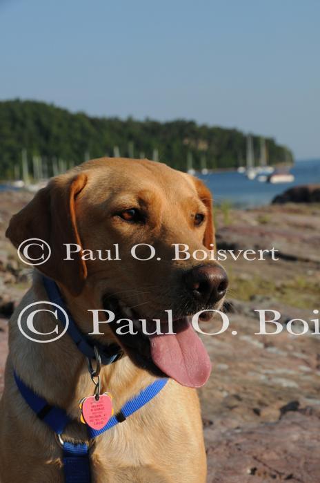 Piper-Photo Dog 30-28-00067