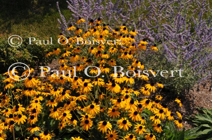 Flowers 40-00-00982