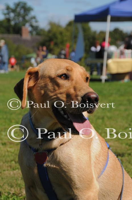 Piper-Photo Dog 30-28-00070