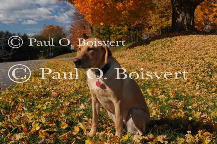 Piper-Photo Dog 30-28-00074