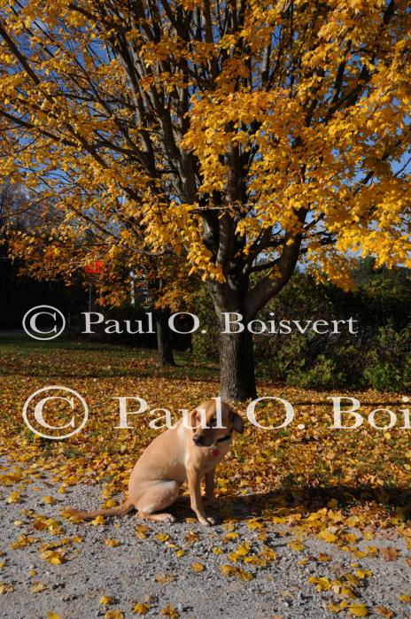 Piper-Photo Dog 30-28-00075