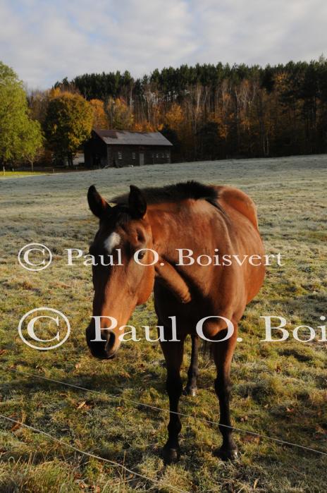 Farm-Fall 30-10-07375