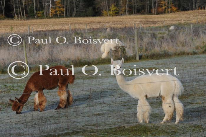 Farm-Fall 30-10-07378