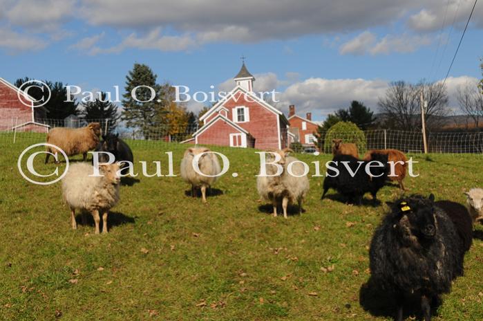 Farm-Fall 30-10-07379