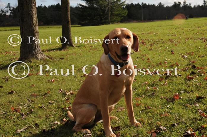 Piper-Photo Dog 30-28-00076