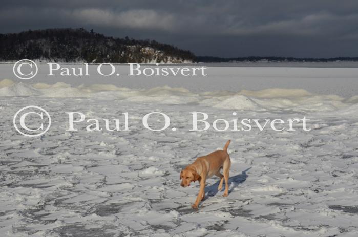 Piper-Photo Dog 30-28-00088