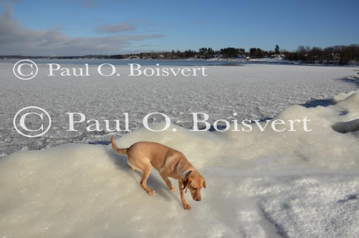 Piper-Photo Dog 30-28-00089