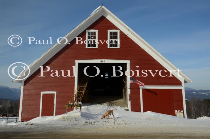 Piper-Photo Dog 30-28-00093