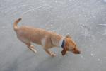 Piper-Photo Dog 30-28-00101