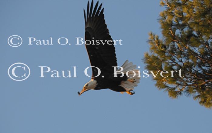 Farm-Animals 30-16-00716